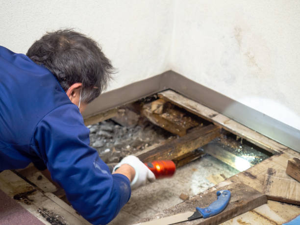 Best Water Damage Restoration  in Winnebago, IL