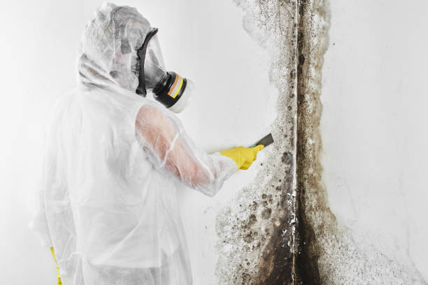 Best Mold Damage Repair  in Winnebago, IL