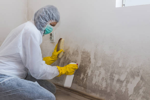 Best Mold Remediation  in Winnebago, IL