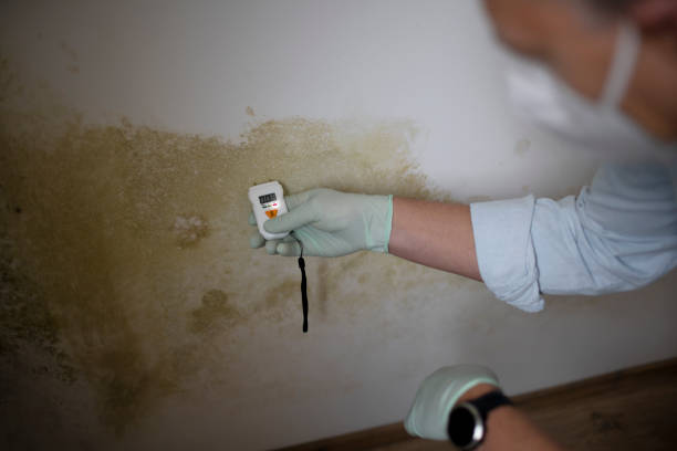 Best Crawl Space Mold Removal  in Winnebago, IL