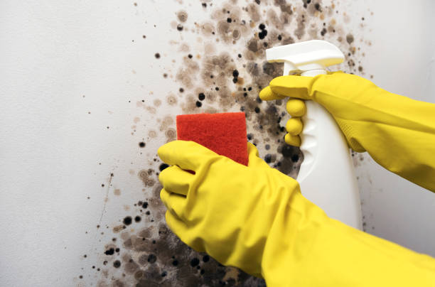 Best Home Mold Removal  in Winnebago, IL
