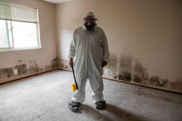 Best Local Mold Removal Service  in Winnebago, IL
