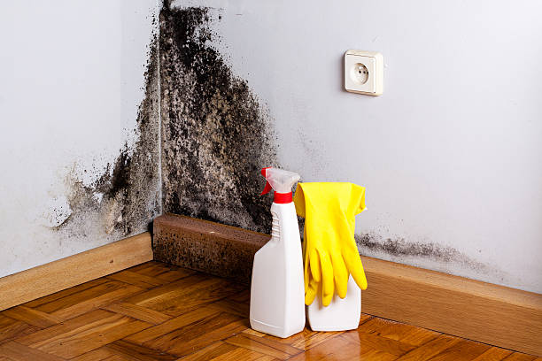 Best Residential Mold Removal  in Winnebago, IL