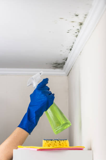 Best Attic Mold Removal  in Winnebago, IL