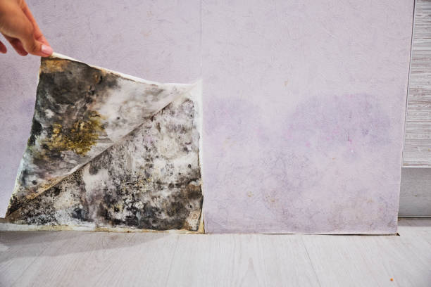 Best Mold Removal Company Near Me  in Winnebago, IL